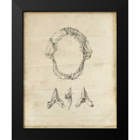 Shark Study I Black Modern Wood Framed Art Print by Harper, Ethan