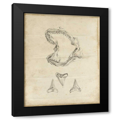 Shark Study II Black Modern Wood Framed Art Print by Harper, Ethan