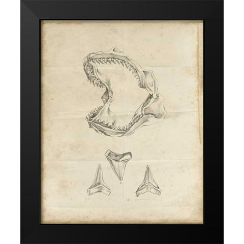 Shark Study II Black Modern Wood Framed Art Print by Harper, Ethan