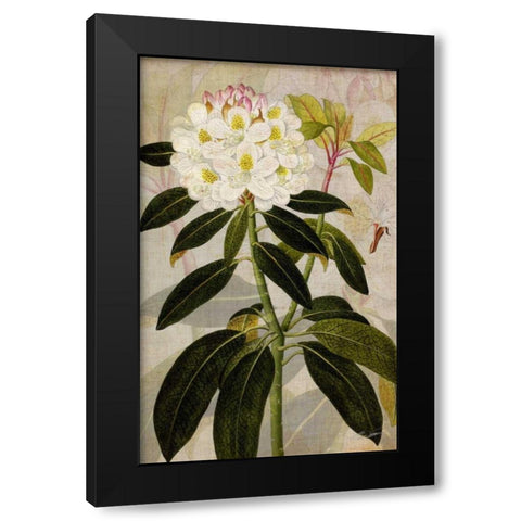 Rhododendron I Black Modern Wood Framed Art Print with Double Matting by Butler, John