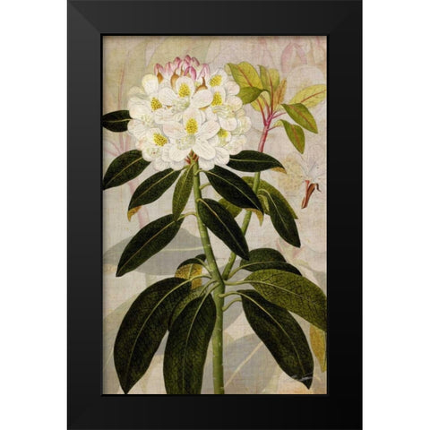 Rhododendron I Black Modern Wood Framed Art Print by Butler, John