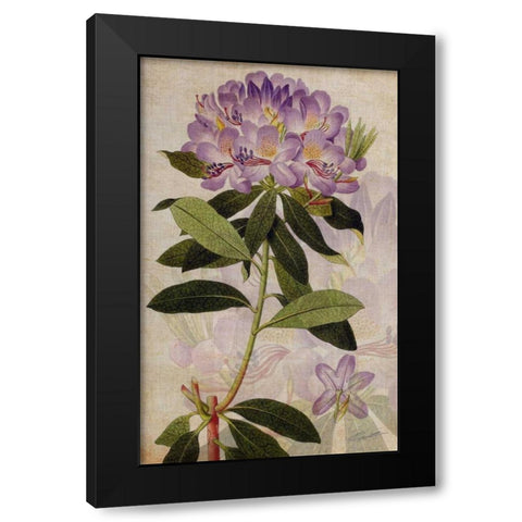Rhododendron II Black Modern Wood Framed Art Print with Double Matting by Butler, John
