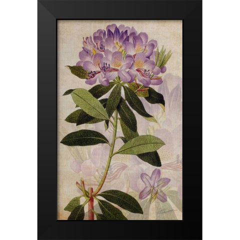 Rhododendron II Black Modern Wood Framed Art Print by Butler, John