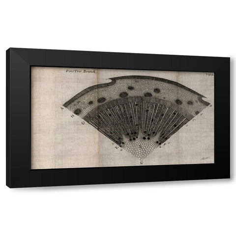 Tree Fan V Black Modern Wood Framed Art Print with Double Matting by Butler, John
