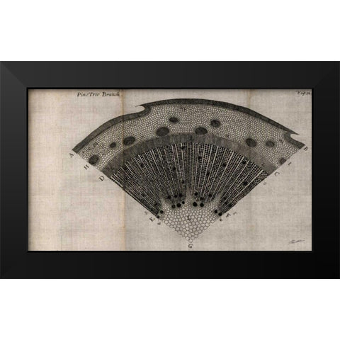 Tree Fan V Black Modern Wood Framed Art Print by Butler, John