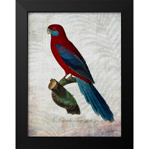 Parrot Jungle II Black Modern Wood Framed Art Print by Butler, John