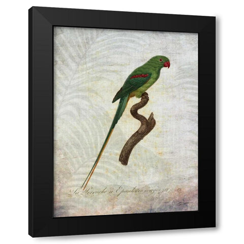 Parrot Jungle III Black Modern Wood Framed Art Print by Butler, John