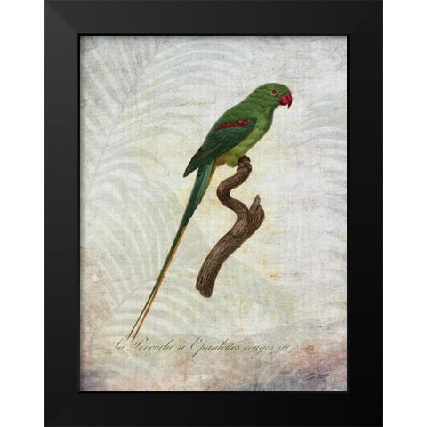 Parrot Jungle III Black Modern Wood Framed Art Print by Butler, John