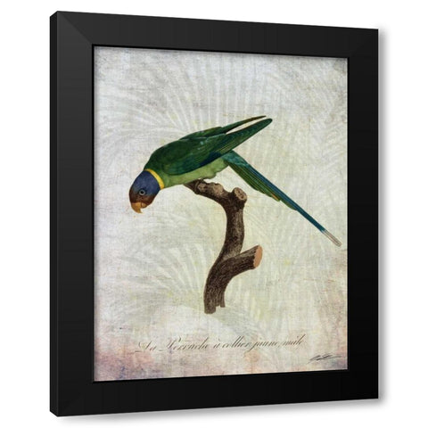 Parrot Jungle IV Black Modern Wood Framed Art Print with Double Matting by Butler, John