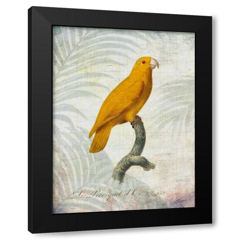 Parrot Jungle V Black Modern Wood Framed Art Print by Butler, John