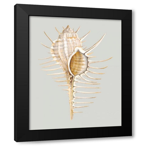 Spiney Murex Black Modern Wood Framed Art Print by Willett, Michael