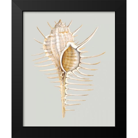 Spiney Murex Black Modern Wood Framed Art Print by Willett, Michael