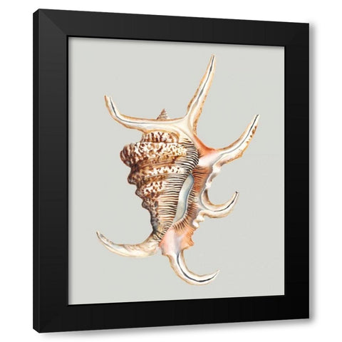 Spider Conch Black Modern Wood Framed Art Print by Willett, Michael