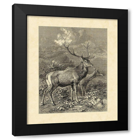 Vintage Roe Deer II Black Modern Wood Framed Art Print with Double Matting by Specht, Friedrich