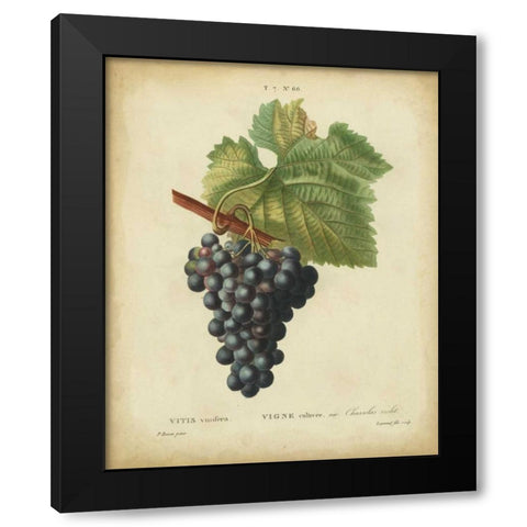 Antique Bessa Grapes I Black Modern Wood Framed Art Print with Double Matting by Bessa