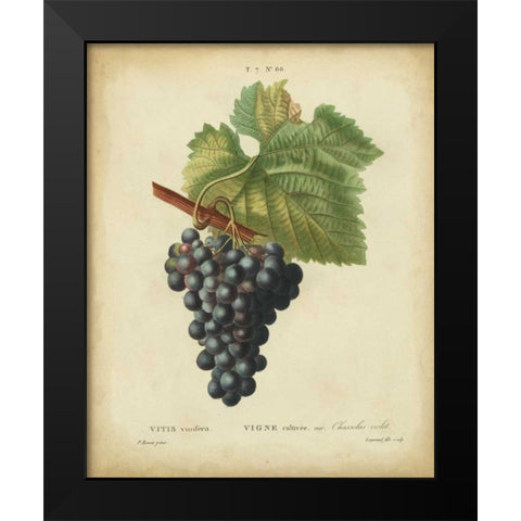 Antique Bessa Grapes I Black Modern Wood Framed Art Print by Bessa