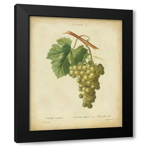 Antique Bessa Grapes II Black Modern Wood Framed Art Print with Double Matting by Bessa