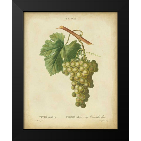 Antique Bessa Grapes II Black Modern Wood Framed Art Print by Bessa