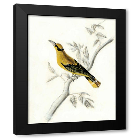 Rustic Aviary II Black Modern Wood Framed Art Print by McCavitt, Naomi