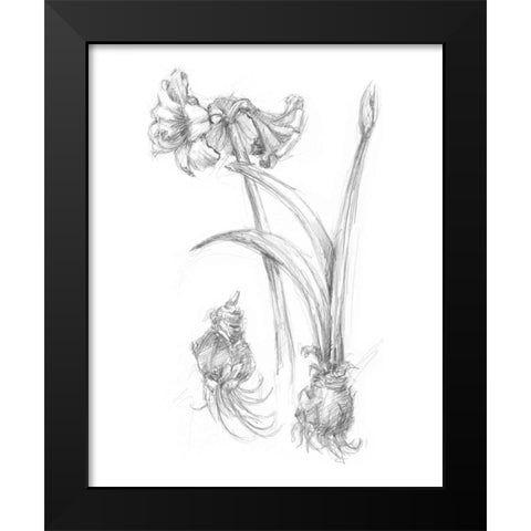 Botanical Sketch IV Black Modern Wood Framed Art Print by Harper, Ethan