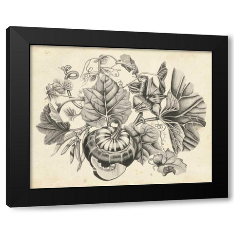 Sepia Squash II Black Modern Wood Framed Art Print with Double Matting by McCavitt, Naomi