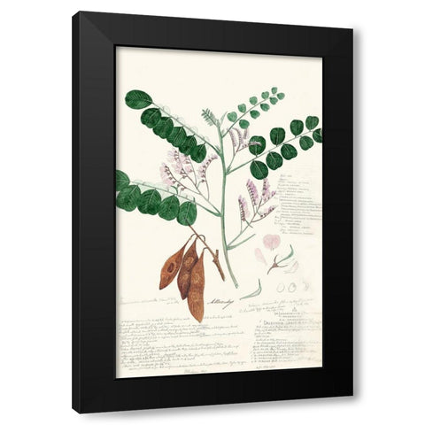 Descubes Ferns I Black Modern Wood Framed Art Print with Double Matting by Descubes, A.