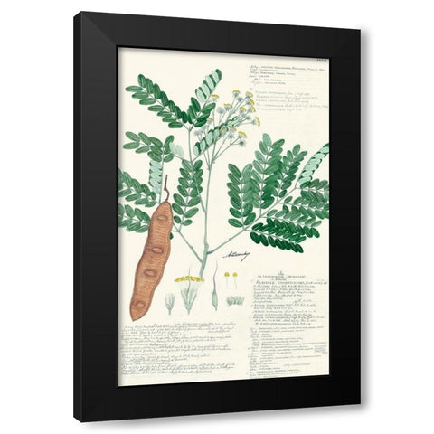Descubes Ferns II Black Modern Wood Framed Art Print with Double Matting by Descubes, A.