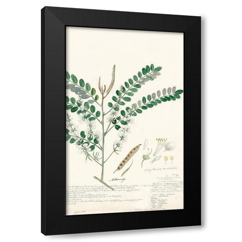 Descubes Ferns III Black Modern Wood Framed Art Print with Double Matting by Descubes, A.
