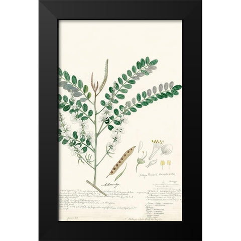 Descubes Ferns III Black Modern Wood Framed Art Print by Descubes, A.