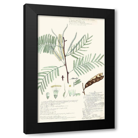 Descubes Ferns IV Black Modern Wood Framed Art Print with Double Matting by Descubes, A.