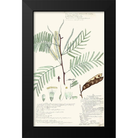 Descubes Ferns IV Black Modern Wood Framed Art Print by Descubes, A.