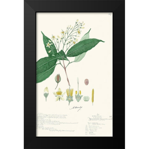 Delicate Descubes I Black Modern Wood Framed Art Print by A. Descubes