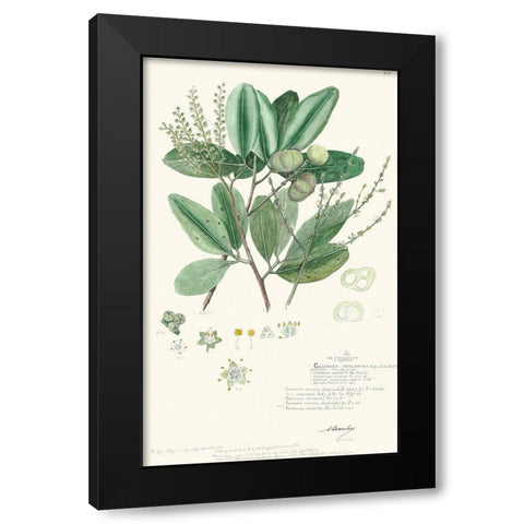 Delicate Descubes III Black Modern Wood Framed Art Print by A. Descubes