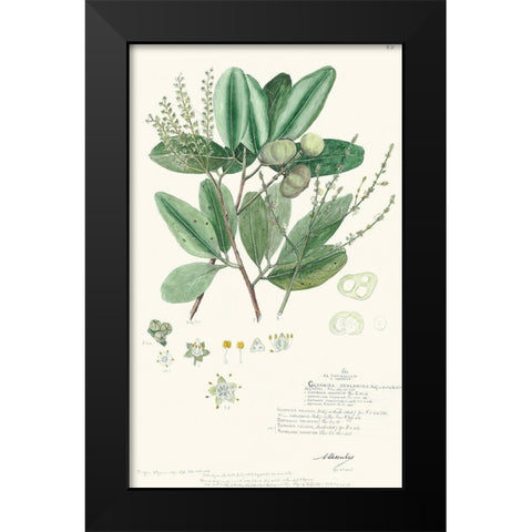 Delicate Descubes III Black Modern Wood Framed Art Print by A. Descubes