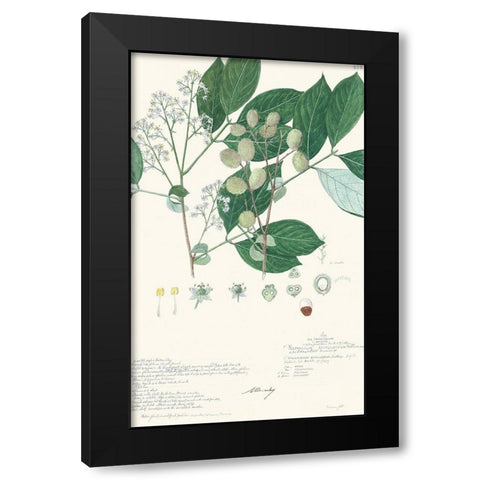 Delicate Descubes IV Black Modern Wood Framed Art Print with Double Matting by A. Descubes