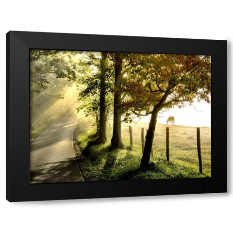 Morning Graze II Black Modern Wood Framed Art Print by Head, Danny