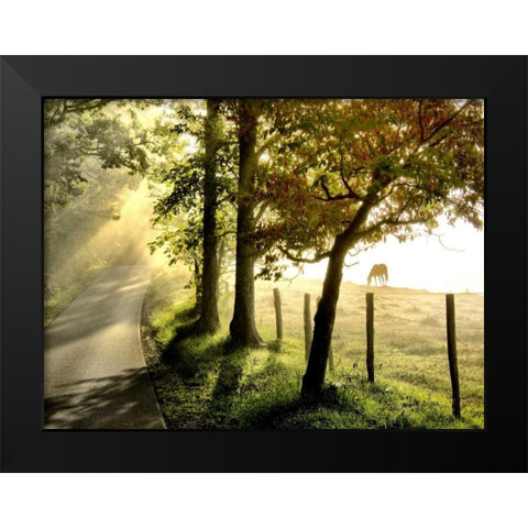 Morning Graze II Black Modern Wood Framed Art Print by Head, Danny