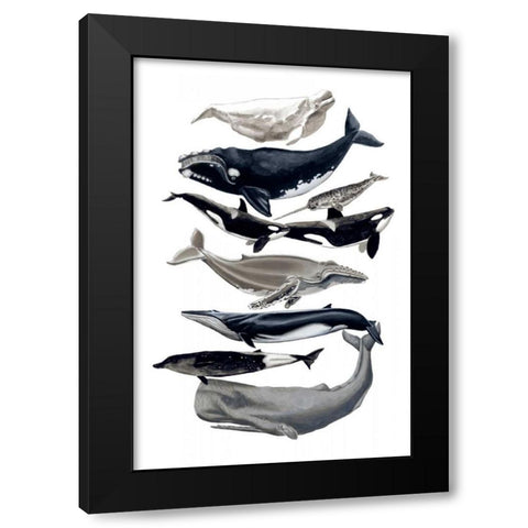 Whale Display I Black Modern Wood Framed Art Print by McCavitt, Naomi