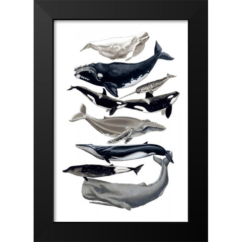 Whale Display I Black Modern Wood Framed Art Print by McCavitt, Naomi
