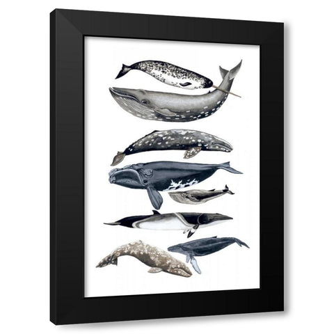 Whale Display II Black Modern Wood Framed Art Print by McCavitt, Naomi