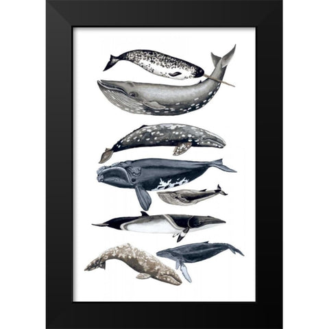 Whale Display II Black Modern Wood Framed Art Print by McCavitt, Naomi
