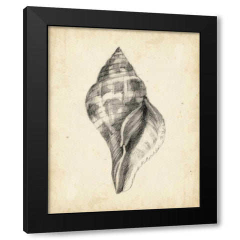 Antique Shell Study II Black Modern Wood Framed Art Print with Double Matting by Harper, Ethan