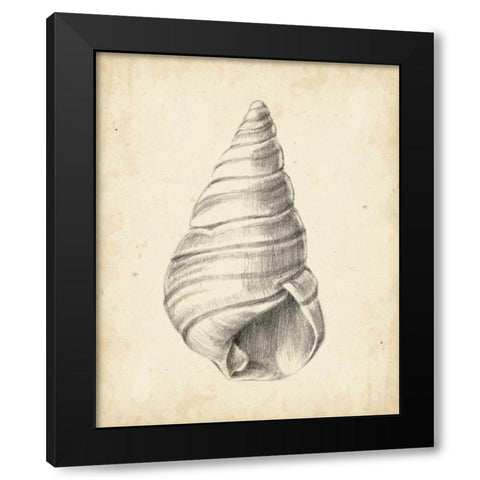 Antique Shell Study V Black Modern Wood Framed Art Print by Harper, Ethan