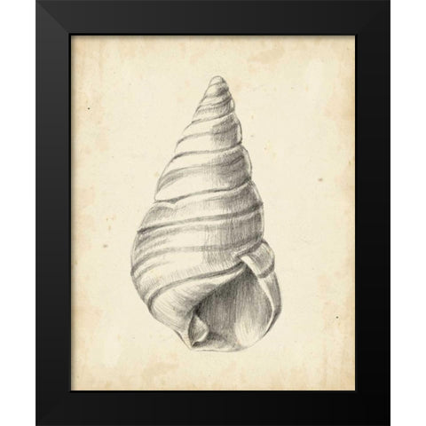 Antique Shell Study V Black Modern Wood Framed Art Print by Harper, Ethan
