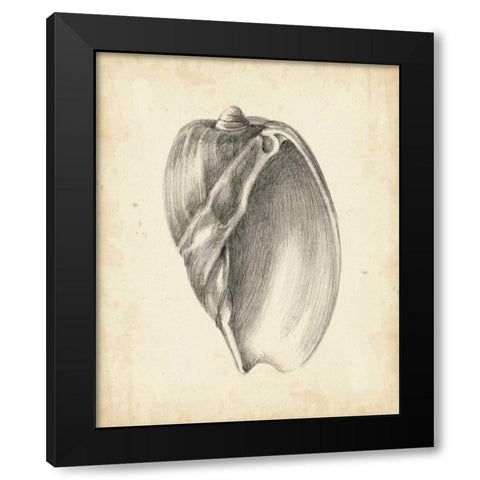 Antique Shell Study VI Black Modern Wood Framed Art Print by Harper, Ethan