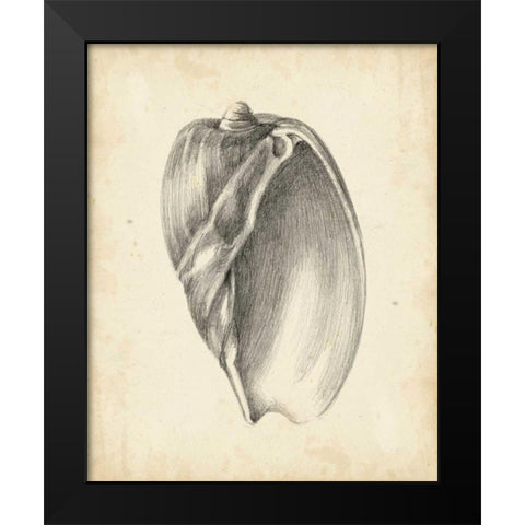 Antique Shell Study VI Black Modern Wood Framed Art Print by Harper, Ethan