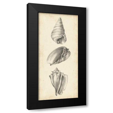 Antique Shell Study Panel II Black Modern Wood Framed Art Print by Harper, Ethan