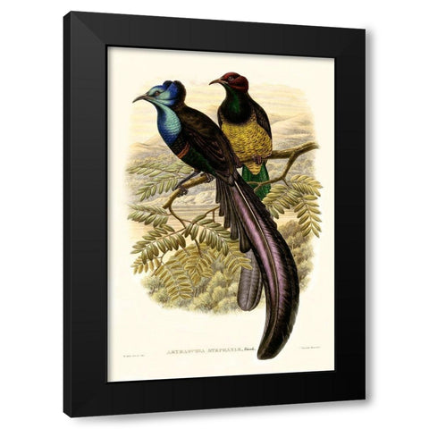 Gould Bird of Paradise I Black Modern Wood Framed Art Print by Gould