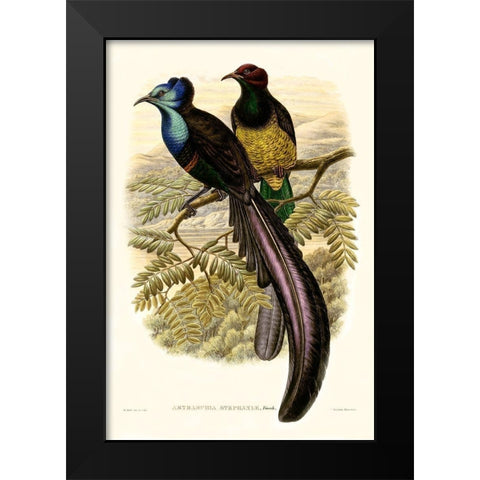Gould Bird of Paradise I Black Modern Wood Framed Art Print by Gould