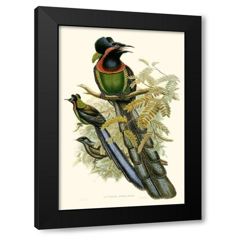 Gould Bird of Paradise II Black Modern Wood Framed Art Print by Gould